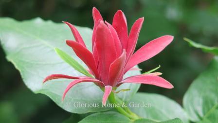 Calycanthus occidentalis is native to California and has a brighter red color than C. floridus, though not as fragrant.