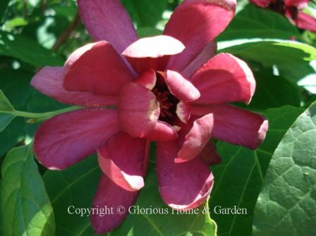 Calycanthus raulstonii 'Hartlage Wine'
