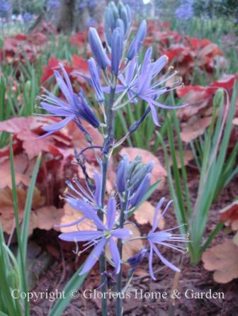 Camassia leichtlinii 'Caerulea'