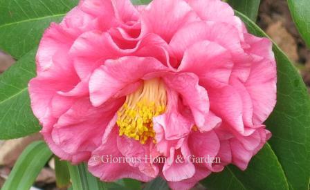 Camellia japonica 'Ack-Scent'