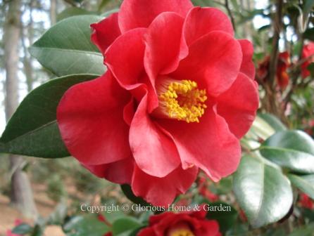Camellia japonica 'Barbara Morgan'