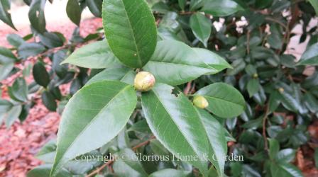 Camellia japonica foliage