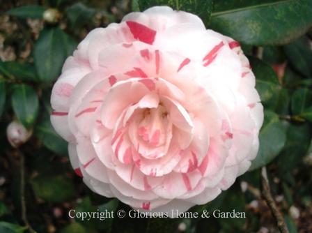 Camellia japonica 'La Peppermint'