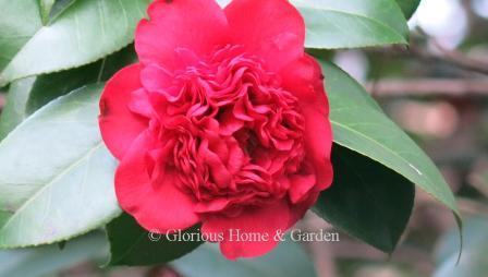 Camellia japonica 'Professor Charles S. Sargent'