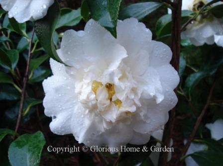 Camellia japonica 'Shiro Chan'