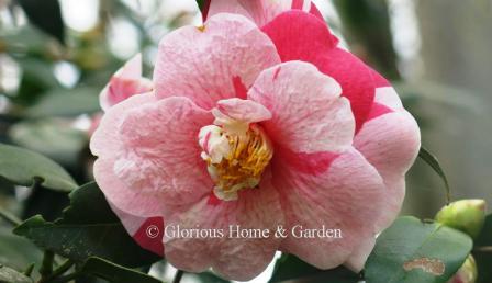 Camellia japonica 'Tricolor Superba'