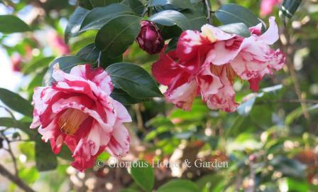 Camellia japonica 'Ville de Nantes'