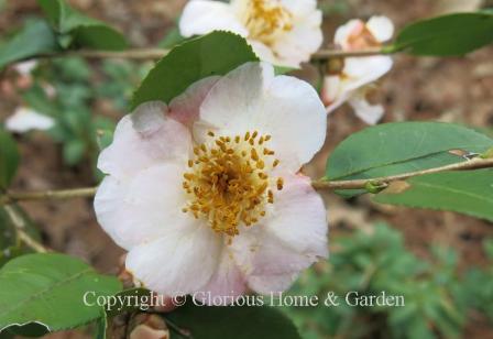 Camellia 'Cinnamon Scentsation'