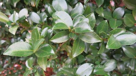 Camellia sasanqua foliage