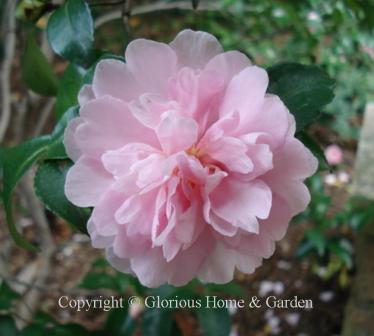 Camellia sasanqua 'Jean May'