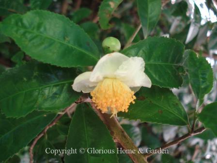 Camellia sinensis