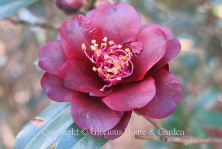 Camellia x williamsii 'Night Rider'