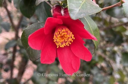 Camellia x vernalis 'Mieko Tanaka' has a single flower in pure red.