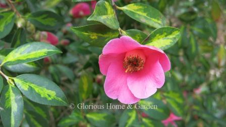 Camellia x williamsii 'Golden Spangles' has single pink flowers and variegated gold and green foliage.