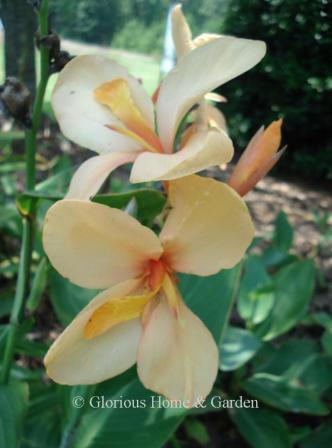 Canna 'Apricol Dream'
