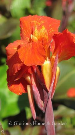 Canna 'Austrailia'