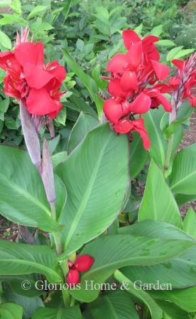 Canna x generalis 'Valentine'