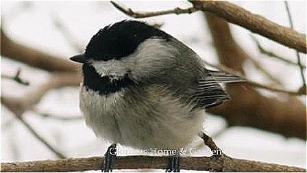 Carolina Chickadee.  this tiny bird with the jaunty black cap, is a common sight at bird feeders, where it politely takes a seed and flies off to a nearby branch to eat it.