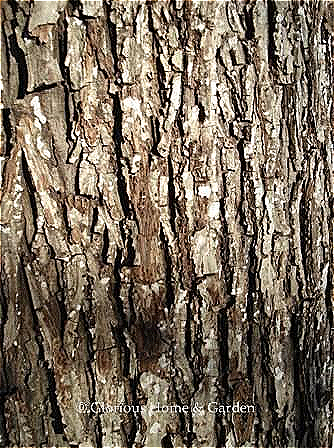 Carya glabra, pignut hickory bark, is smooth and gray-brown initially, but develops ridges and a diamond-like pattern with age.