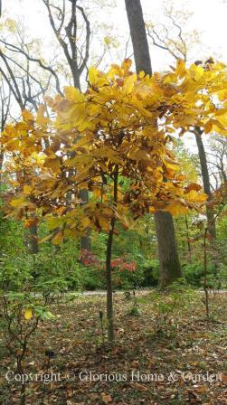 Carya ovata