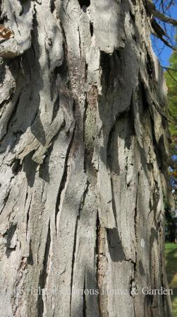 Carya ovata bark