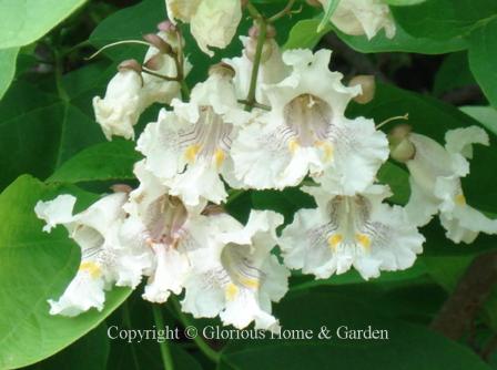 Catalpa bignonioides