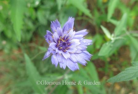 Catananche caerulea