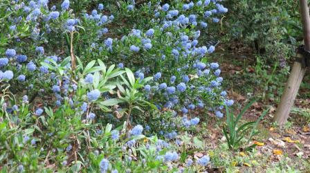 Ceanothus thyrsiflorus 'Victoria'