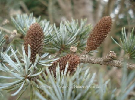 Cedrus atlantica 'Glauca'