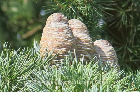 Cedrus libani ssp. atlantica 'Glauca'