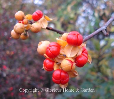 Celastrus scandens