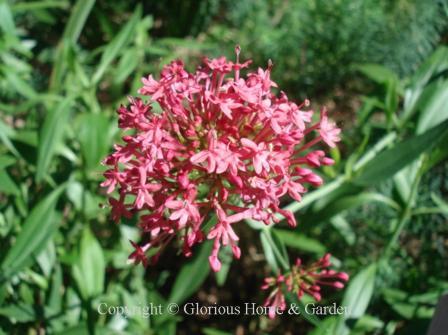 Centranthus ruber, or red valerian, has fragrant rosy-pink flowers from late spring into summer and grows 1 1/2 to 3' tall.