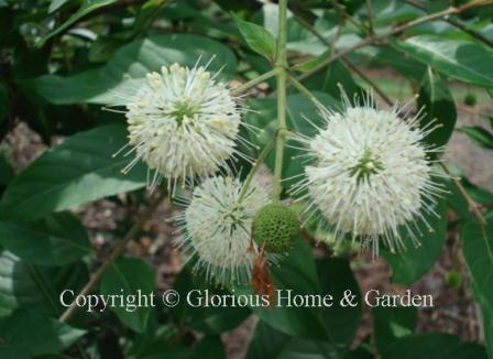 Cephalanthus occidentalis