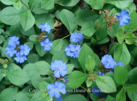 Ceratostigma plumbaginoides