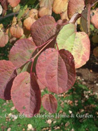 Cercidiphyllum japonicum