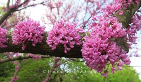 Cercis canadensis 'Floating Clouds'