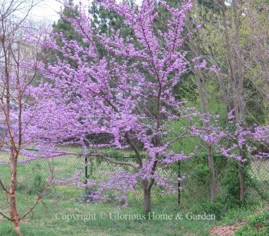 Cercis canadensis 'Forest Pansy'