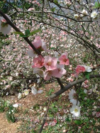 Chaenomeles speciosa 'Toyo Nishiki'