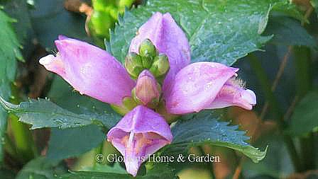 Chelone lyonii has pink flowers that resemble a turtlehead and bloom at the end of summer.