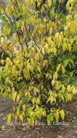Chimonanthus praecox, fragrant winterhazel has clear yellow fall color and yellow blooms in winter.