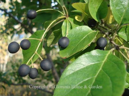 Chionanthus retusus