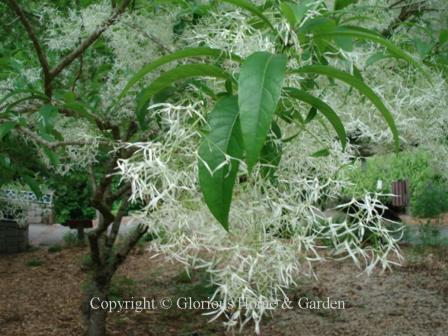 Chionanthus virginicus