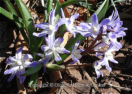 Chionodoxa forbesii 'Blue Giant'
