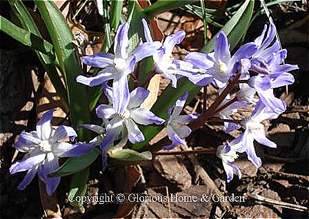 Chionodoxa forbesii