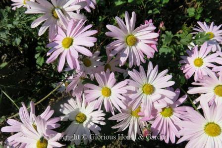 Chrysanthemum x 'Cambodian Queen'