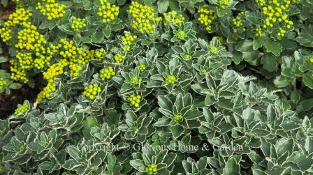 Chrysanthemum pacificum