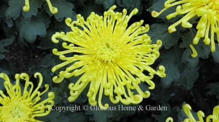 Chrysanthemum x morifolium 'Lava'