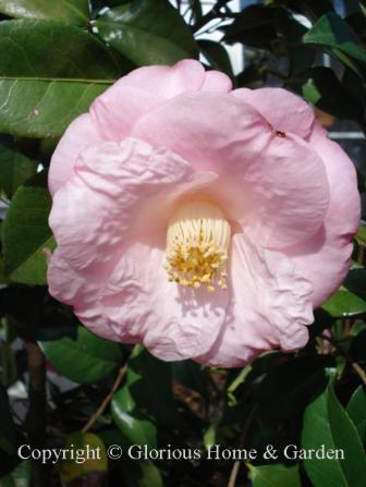Camellia japonica 'Dr. Tinsley'