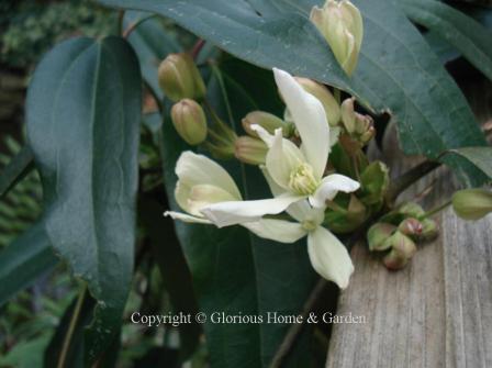 Clematis armandii