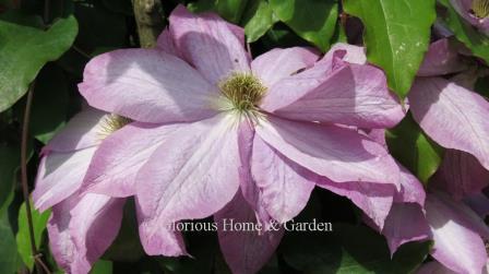 Clematis 'Asao' is an early-blooming large-flowered clematis from Japan with bright pink single to semi-double blooms.  They may vary in shade from deep pink to softer pink at the edges, shading to a wide white rib down each petal and a golden eye.